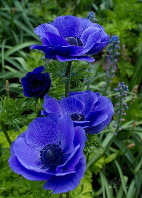 Anemone blu