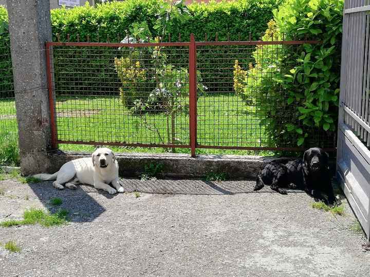 🐕🐕💜💙my labradors! Macsy & Eveline! - 1