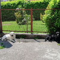 Il mio labrador 💙 Achille al nostro Big Day ❤ - 1