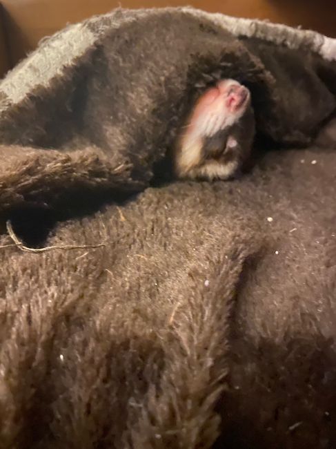 Avete un animale domestico? - 1