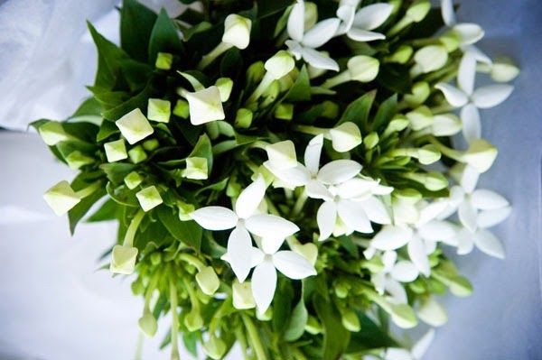 Bouquet di bouvardia - 2