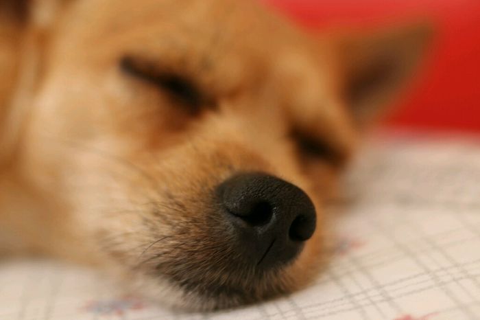 Le foto dei vostri animali - 1