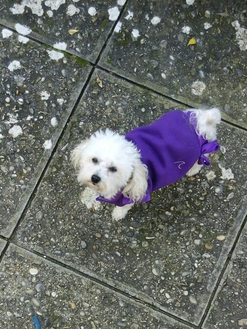 Too cute: i vostri amici animali - 1