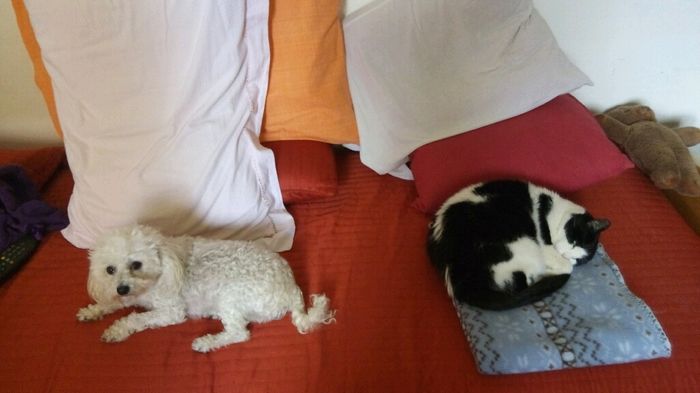Too cute: i vostri amici animali - 1