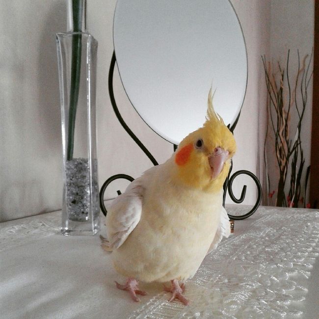 Vi presento nina! - 2