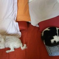 Too cute: i vostri amici animali - 1
