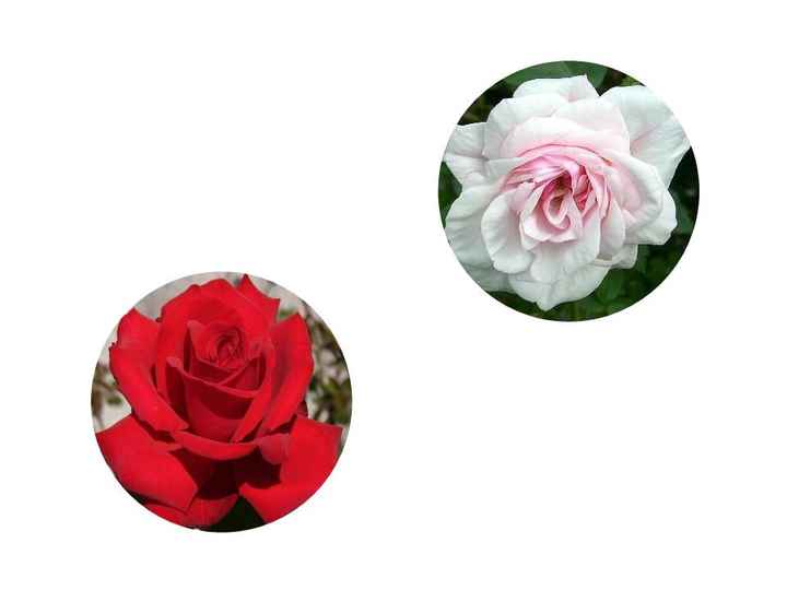 Rose tableau