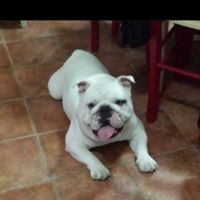 Too cute: i vostri amici animali - 1