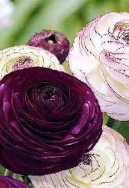 Consiglio Bouquet! Help! - 1