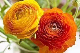 Consiglio Bouquet! Help! - 3