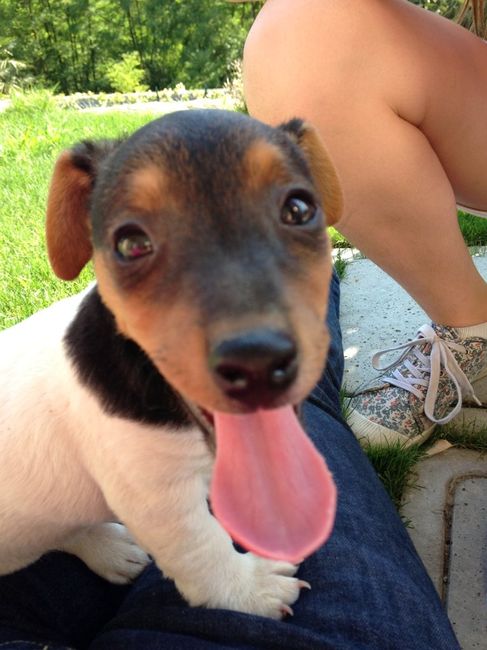 Too cute: i vostri amici animali - 1
