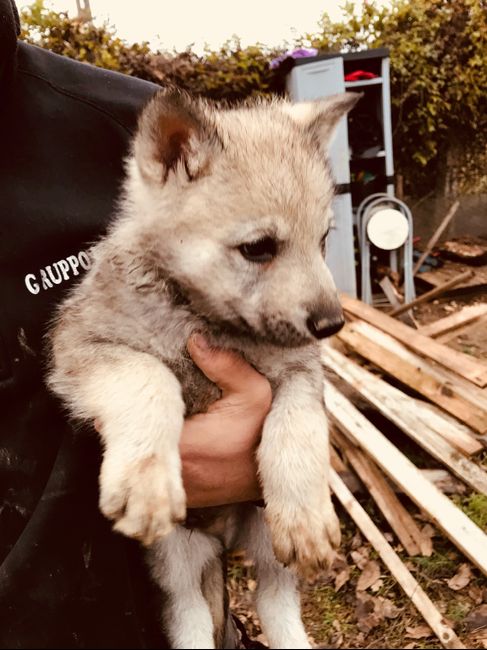  Cucciolo in famiglia - 1