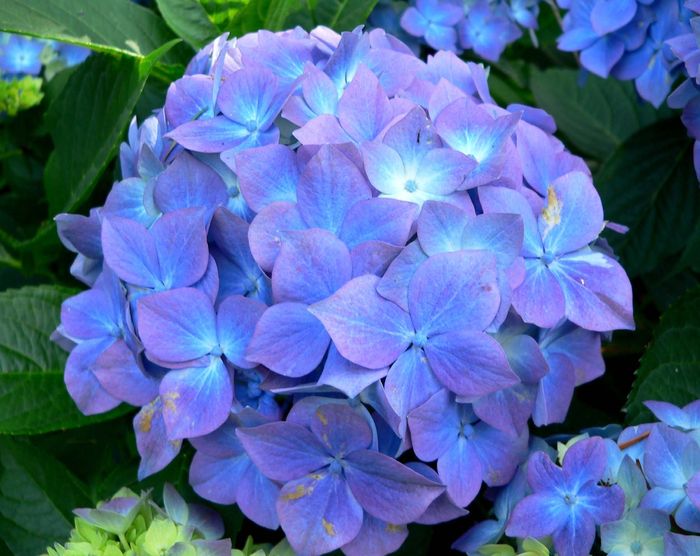 Hydrangea