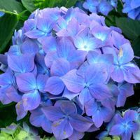Hydrangea