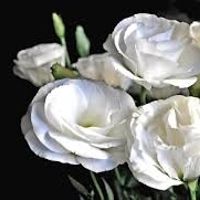 lisianthus