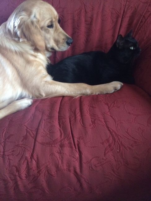 Too cute: i vostri amici animali - 1