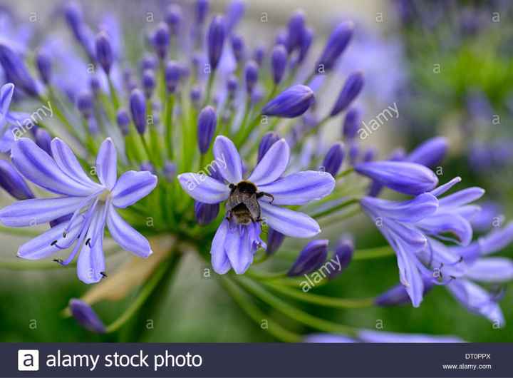 Fioraio scelto ✅ - 1