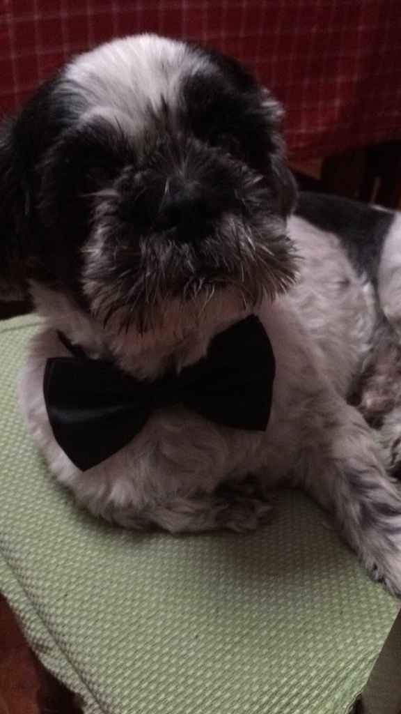 I nostri amici a 4 zampe ed il loro outfit per il nostro big day! - 1