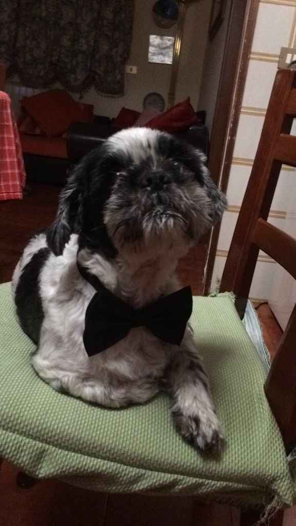 I nostri amici a 4 zampe ed il loro outfit per il nostro big day! - 2