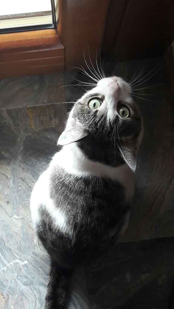 Amico felino= rinuncia albero? - 1