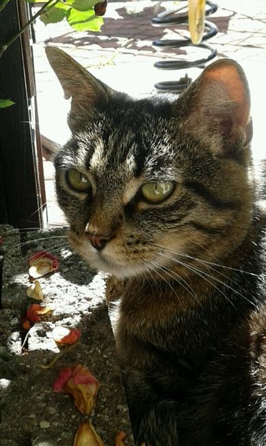 Le foto dei vostri animali - 1