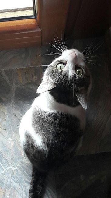 Amico felino= rinuncia albero? - 1