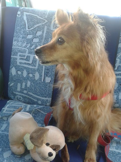 Too cute: i vostri amici animali - 3