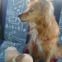 Too cute: i vostri amici animali - 3