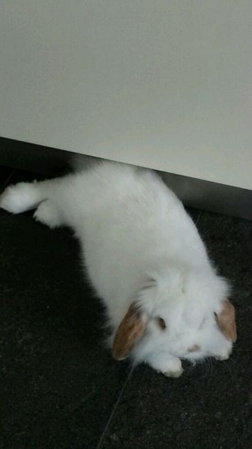 Too cute: i vostri amici animali - 1