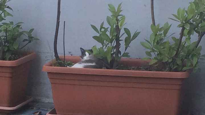 Un nuovo inquilino nella nostra casa - 1