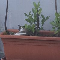 Un nuovo inquilino nella nostra casa - 1