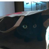 Un nuovo inquilino nella nostra casa - 2