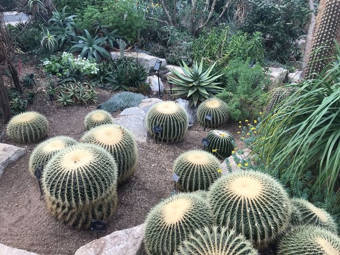 Cactus