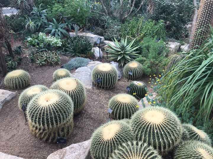 Cactus