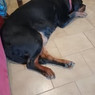 Diego