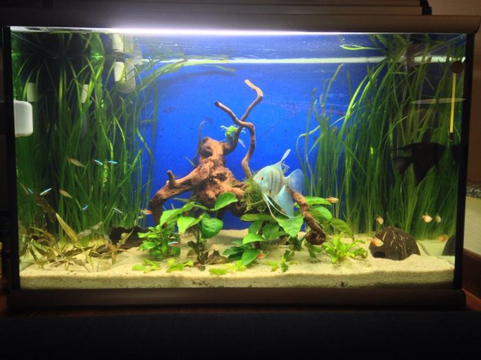 I nostri amici animali.. - 1