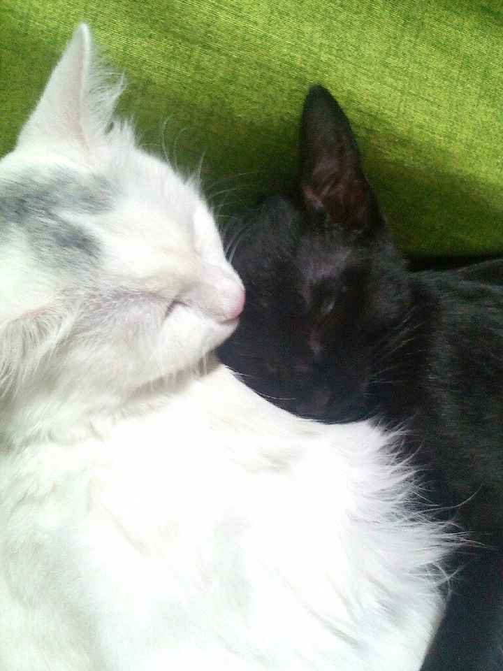 La famiglia si allarga - 1