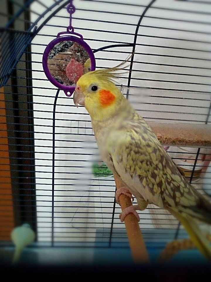 I nostri animali ♥️ - 4