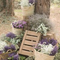 lavanda e gypsophila