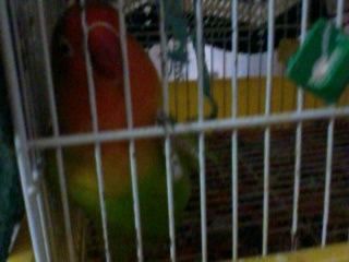 Too cute: i vostri amici animali - 3