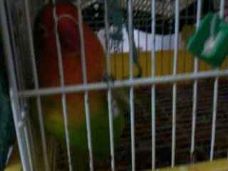 Too cute: i vostri amici animali - 3