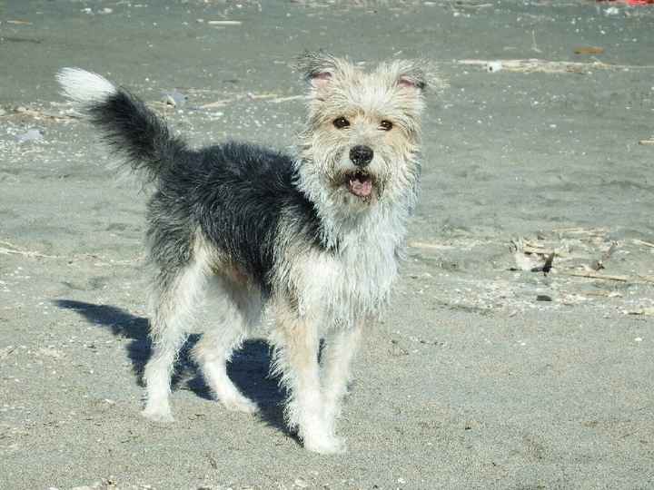 Animaletti in casa - 1