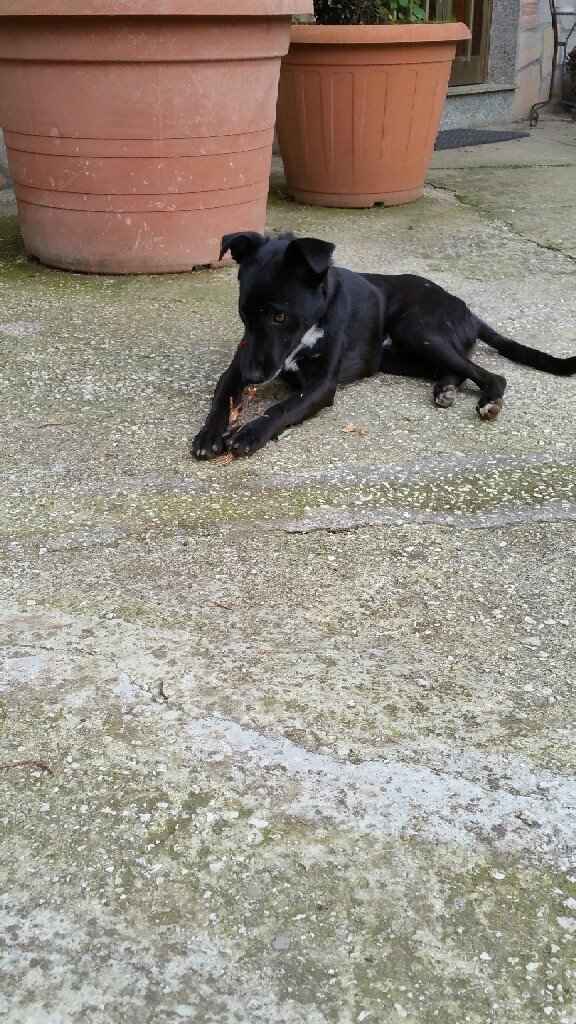 Animaletti in casa - 2