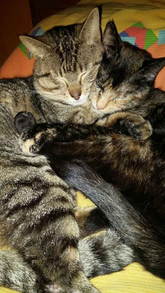 Partecipazioni miciose - 1