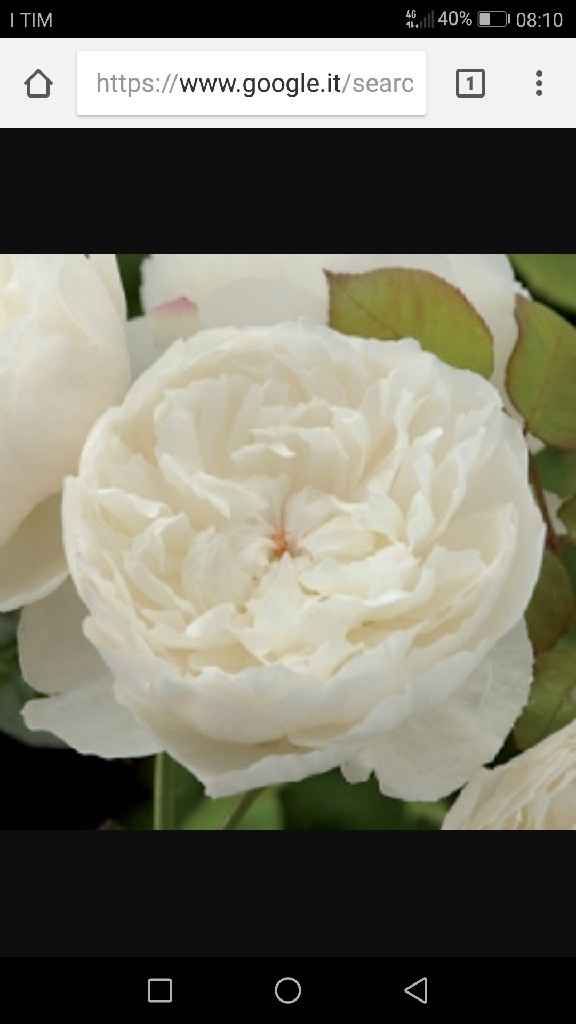 Fiori per colore - il giallo e l'arancione - 4