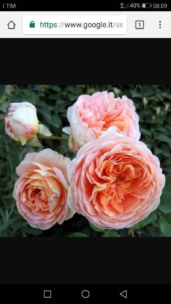 E voi con che fiori andrete all'altare? - 2