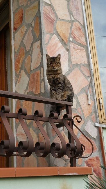 Animaletti in casa - 3