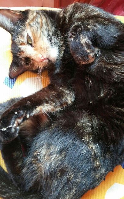 Animaletti in casa - 4