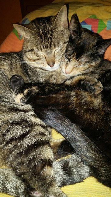 Animaletti in casa - 5