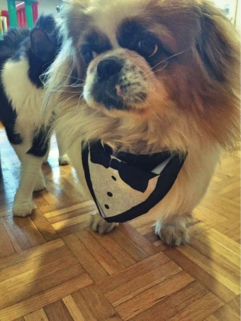 Anch'io pelosetto sono pronto!!!!!!!!!! :d - 1